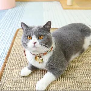 일반 고양이 긁힘 매트 패드 - 테이프가 있는 천연 시살 담요 모서리 가구 소파 카펫 보호기(M 23.6 x 15.7