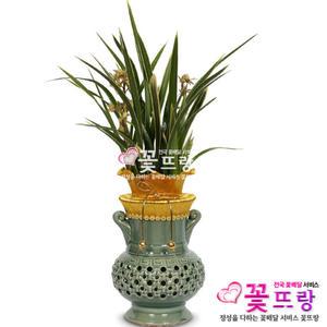 황룡금(특) 동양란 승진/취임/개업/인테리어/꽃배달