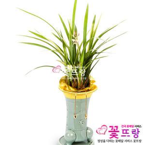 채홍 동양란 승진/취임/개업/인테리어/꽃배달서비스