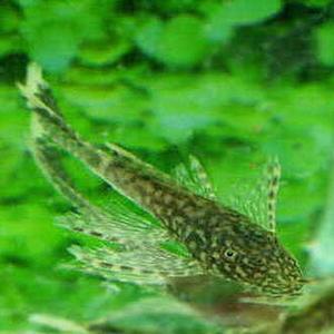 [신세계수족관] 청소물고기 블랙 안시 롱핀 1마리 5cm