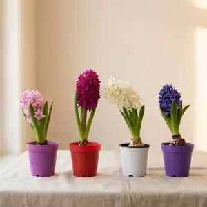 봄의향기 히아신스 수선화 구근 야생화 히야신스 튤립 백합 모종 공기정화