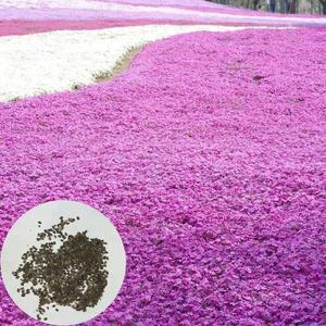 지면패랭이 /꽃잔디 씨앗/ 패랭이씨앗 (약 300알)