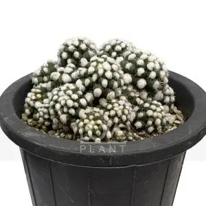 눈꽃선인장(화이트라코비) 스노우캡 명향희 하얀가시 공기정화식물 플랜테리어