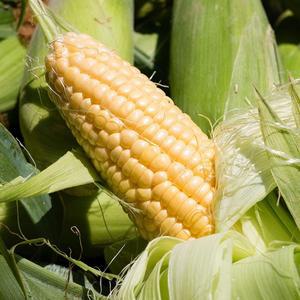 초당옥수수 대과 10개