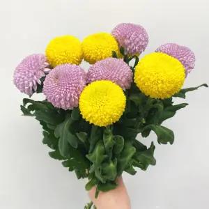 오후의 꽃 생화 퐁퐁국화 폼폰국화 소국 꽃배달 싼곳 양재꽃시장