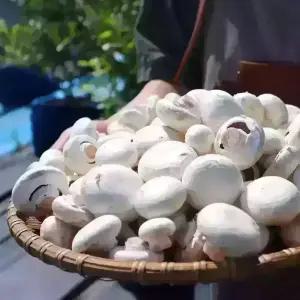 양송이버섯 1kg 못난이양송이 부여 산지직송 당일수확