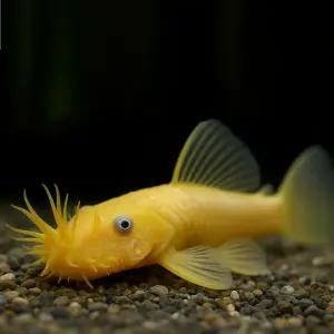 안시 숏핀 1마리