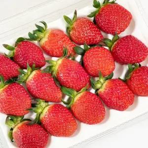 경남 진주 고당도 금실 딸기 1kg 산지직송