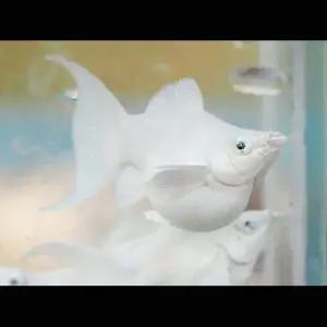 [에이투비]보석눈 백금 몰리 라이어테일 / 2.5 ~ 3 cm 내외 / 트리오(암2+수1)