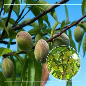 서울농원묘목/개복숭아 나무 3년생 분묘 돌복숭아 결실주