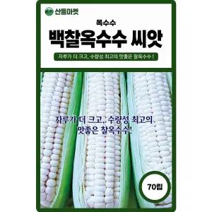 백찰옥수수 씨앗 70립 수량이 많은 백색 찰 옥수수씨 종자