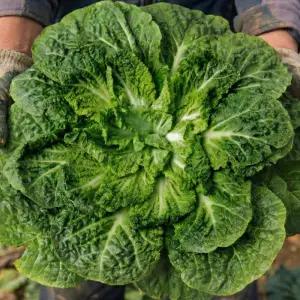 갓 수확한 신선해서 더 아삭달큰한 진도 봄동 4kg