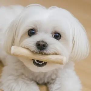 강아지 장난감   우드스틱 커피나무 불리불안해소 강아지물품  제거