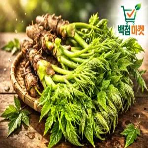 당일수확 지금이 제철 참두릅 2팩_백점마켓