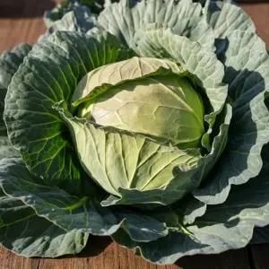국내산 제철 아삭달콤한 제주 달코미 미니 양배추