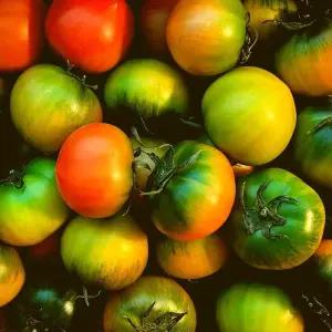 부산 대저 찰 토마토 일반 로얄과(2S-M) 2.5kg