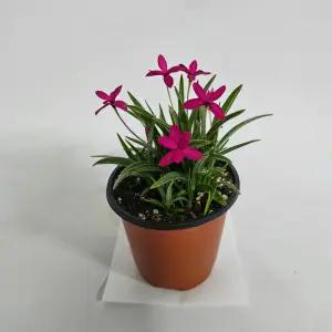 [무 배] 설란 진핑크 2026 새상품