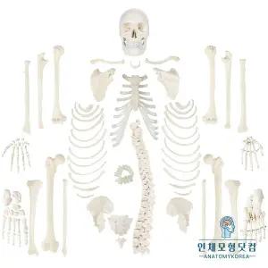 [종로의료기]성인 실제사이즈 전신 분리골격모형 AK130 실제무게 실제크기 골격모형