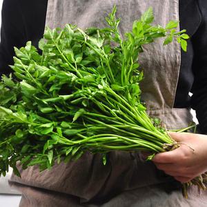 향긋한 국내산 미나리 2kg/1kg