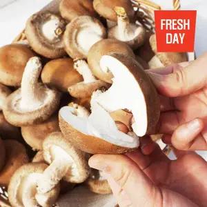 [프레시데이]감칠맛일품 고창 생 표고버섯 특품 2kg