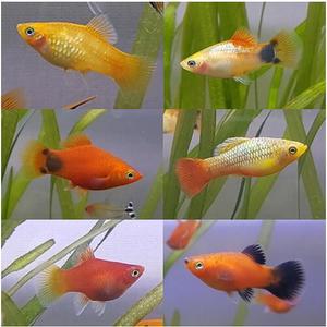 [신세계수족관] 플래티 3~4종 5쌍