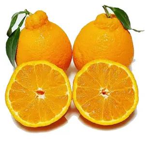 [제주의맛] 제주 최고급 한라봉 3kg 5kg 맛없으면반품가능