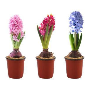 봄꽃 구근식물 히아신스 수선화 수경재배식물