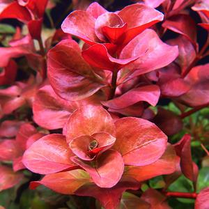 루드위지아 하이덴리티 수중엽 2촉 수초 어항 수족관