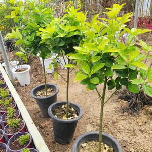 외목대 황금사철나무 키70cm내외 포인트 황금색