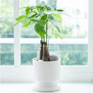 파키라(소형)공기정화 승진 축화화분