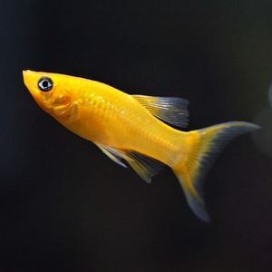 나나아쿠아 열대어 골든 몰리 3마리