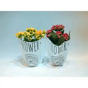 칼란디바10cm(BFA)