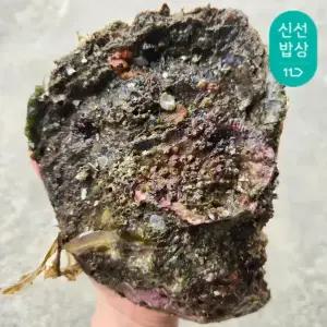 [품질보장] 이순신수산 산지 통영 국내 자연산 손질 바위굴 벚굴 3kg [2-7미]