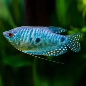 블루마블 구라미 1마리