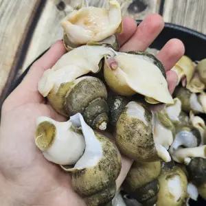 국내산 냉동 골뱅이 흑고동 2kg