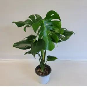 몬스테라 소 아단소니 무늬 반음지 식물 구멍몬스테라 행잉 실내화초 인테리어 화분