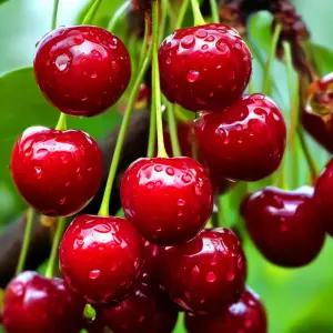 체리나무 묘목 러시아8호 실생1년 중묘