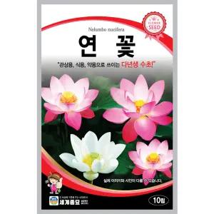 연꽃 꽃씨 10립
