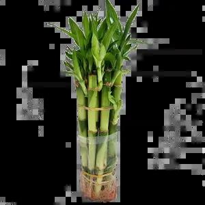 트리앤 개운죽 12cm 20cm 30cm 1단원통 미세먼지제거 공기정화식물 수경식물물