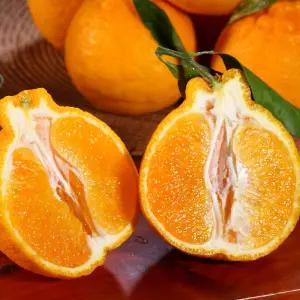 한라봉 중소과 5kg 가정용