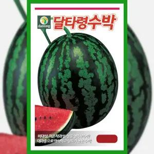 수박 씨앗 달타령 200립 과일 채소 종자 고당도 수박씨
