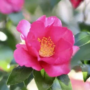 애기동백나무 묘목 개화주 H40cm내외 포트1개