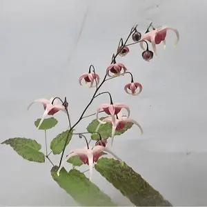 삼지구엽초 분홍 샴페인 중품 산야초 매자나무과 정원 조경 화단꾸미기 C01