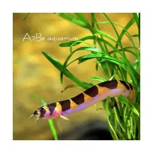 [에이투비]쿨리로치 / 4cm전후 / 3마리 세트