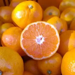 산지직송 제주 감귤 3kg 대과(L~2L) 선물용 고당도 제주도 서귀포 귤