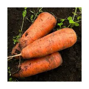 당근10kg(상)_공급