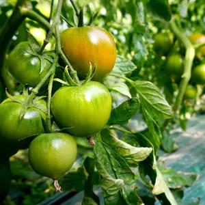 제철 대저토마토 못난이 혼합과 1kg