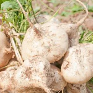 히카마 국산 멕시코감자 얌빈 5kg