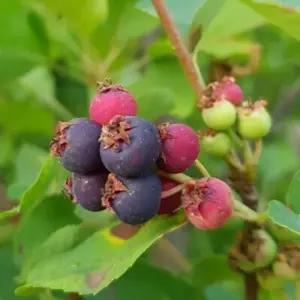 준베리나무 묘목 모종 실생1년 특묘 뿌리5개