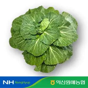 익산원예농협 맛있는 국내산 봄동 배추